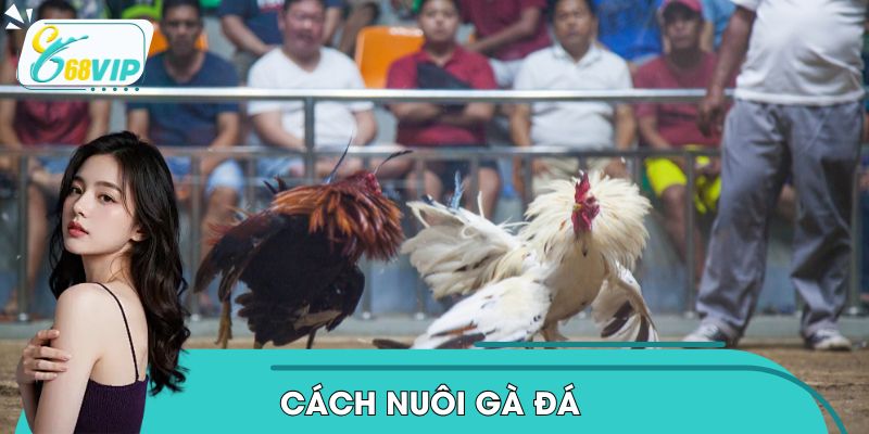 Cách Nuôi Gà Đá - Từ Chế Độ Ăn Đến Phương Pháp Huấn Luyện