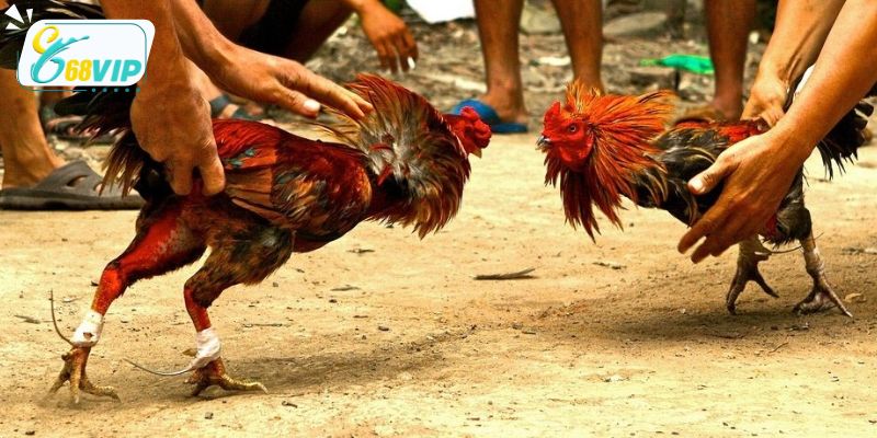 Cách nuôi gà đá cần đảm bảo chế độ ăn nghiêm ngặt