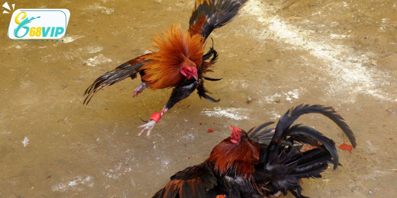 Những cách nuôi gà đá đúng hiệu quả