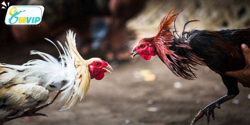 Điểm thu hút khách hàng khi chơi đá gà tại 68VIP