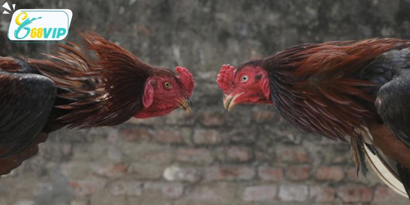 Thời gian diễn ra trận tranh tài cựa từ 5 đến 7 phút.