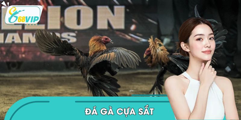 Đá Gà Cựa Sắt Cùng Khoảnh Khắc Nghẹt Thở Chỉ Có Ở 68VIP