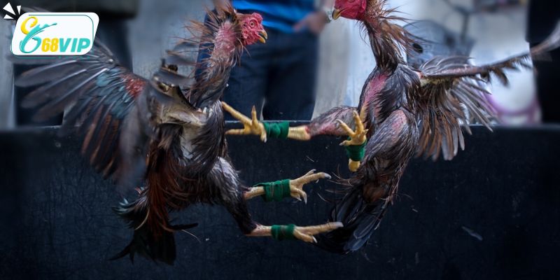 Tìm hiểu đá gà cựa sắt cực hấp dẫn