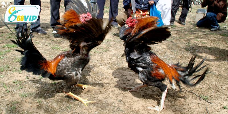Những điều cần ghi nhớ khi chơi đá gà cựa sắt