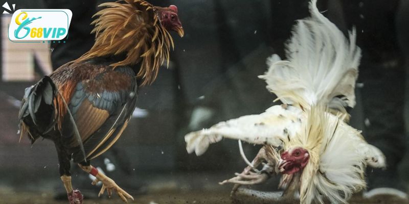 Các thể loại chọi kê phổ biến